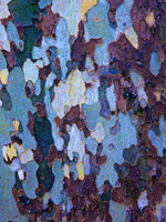 Tree Skin