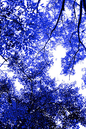 Lower Gallery Wall C Blue Tree II 40"W x 60"H