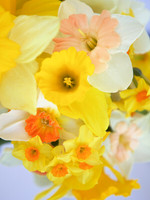 Daffodils