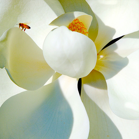 Magnolia I 35x35 Framed Limited Edition of 10
