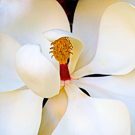 Magnolia II Framed Limited Edition of 10