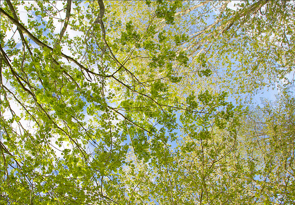 Spring Framed 45x65 Limited Edition of 10