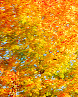 Autumn Abstract 35x228  Framed Limited Edition of 10