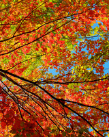 Autumn Fire 40x32 Framed Limited Edition of 10