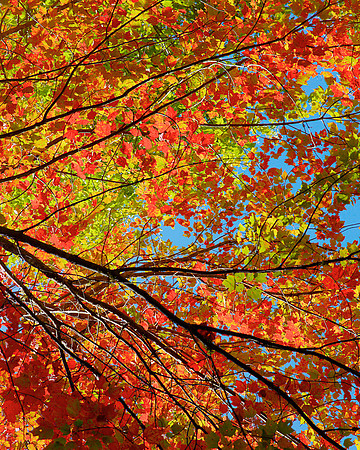 Autumn Fire 40x32 Framed Limited Edition of 10