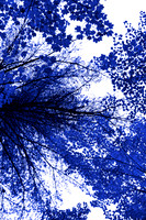Blue Tree I 60x40 Framed Limited Edition of 10