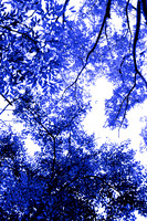 Blue Tree II 60x40 Framed Limited Edition of 10