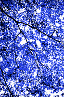 Blue Tree IV 60x40 Framed Limited Edition of 10