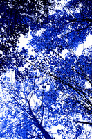 Blue Tree V  60x40 Framed Limited Edition of 10