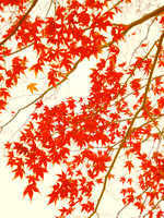 RedMmaple II 30x40 Framed Limited Edition of 10