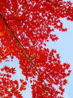 Red Maple I 30x40 Framed Limited Edition of 10