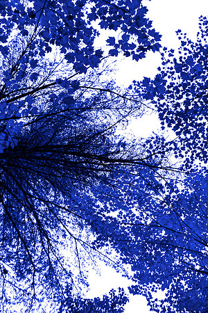 Blue Tree I 60x40 Framed Limited Edition of 10