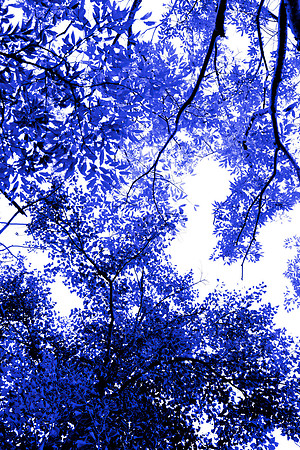 Blue Tree II 60x40 Framed Limited Edition of 10