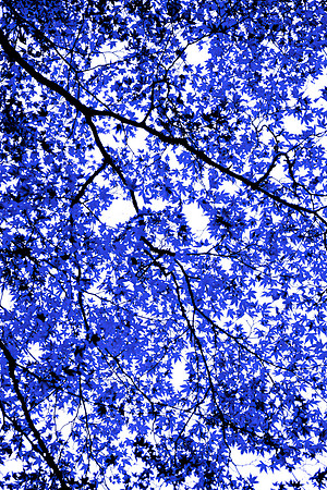 Blue Tree III 60x40 Framed Limited Edition of 10