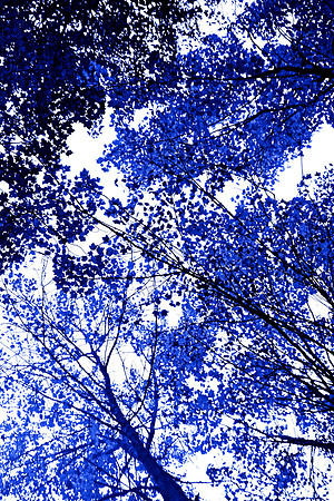 Blue Tree V 60x40 Framed Limited Edition of 10