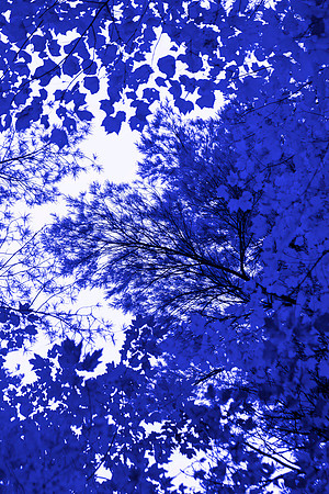 Blue Tree VI 60x40 Framed Limited Edition of 10