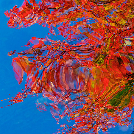 Lake Paints Autumn Dive In 45x45 Framed Limited Edition of 10