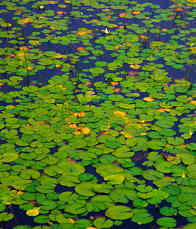 Lily Pads II 30x35 Framed Limited Edition of 10