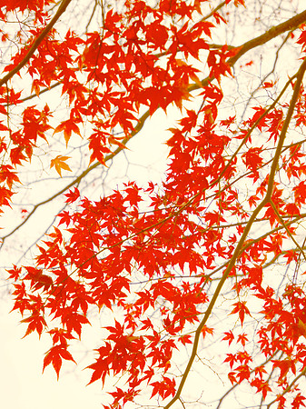 Red Maple II 40x30 Framed Limited Edition of 10