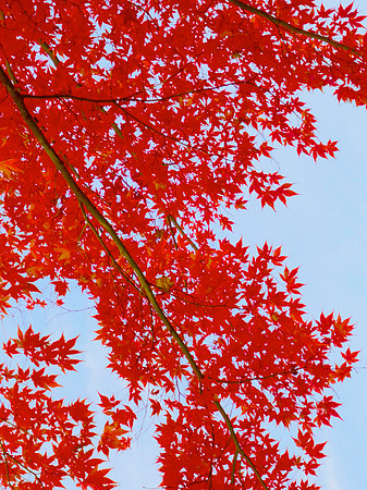 Red Maple I 40x30 Framed Limited Edition of 10