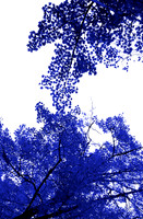 Blue Tree III 60x40 Framed Limited Edition of 10