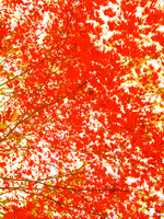 Red maple II 30x40 Framed Limited Edition of 10