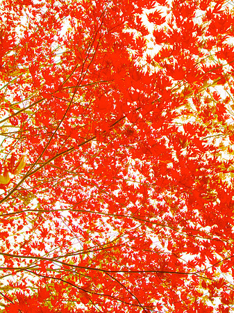 Red Maple III 30x40 Framed Limited Edition of 10