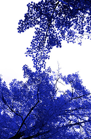 Blue Tree III 60x40 Framed Limited Edition of 10