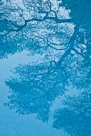 Water Tree 52x35 Framed Limited Edition of 10