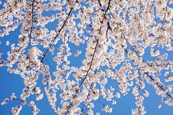 Sakura I