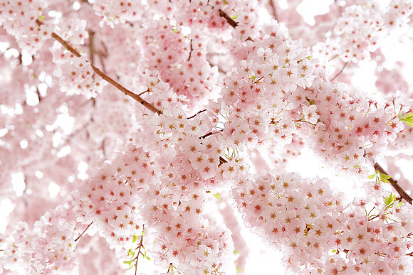 Sakura II
