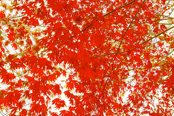 Red maple II 30x40 Framed Limited Edition of 10
