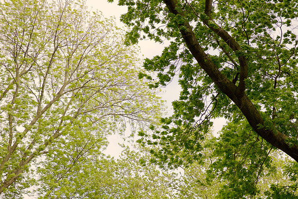 Spring Framed Limited Edition of 10