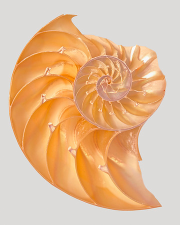 Shell I 40x30 Framed Limited Edition of 10