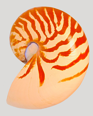 Shell III 40x30 Framed Limited Edition of 10