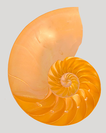 Shell IV 40x30 Framed Limited Edition of 10