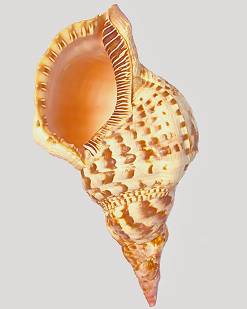 Shell V 40x30 Framed Limited Edition of 10