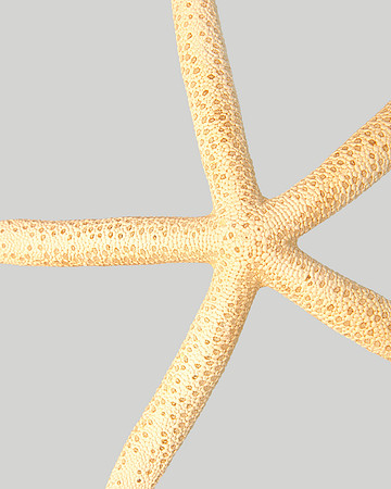 Starfish 40x30 Framed Limited Edition of 10
