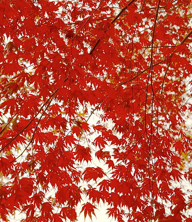 Red Maple III 44.5h x 38.5 w