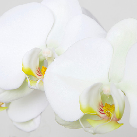 "Orchid I" | Fine Art Print on Hahnemühle William Turner Paper | Whitewashed Maple Wood Frame | 30”H x 30”W | Edition of 10 | $2,000 | Custom sizes and print methods available.