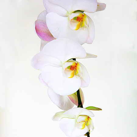 "Orchid II" | Fine Art Print on Hahnemühle William Turner Paper | Whitewashed Maple Wood Frame | 30”H x 30”W | Edition of 10 | $2,000 | Custom sizes and print methods available.