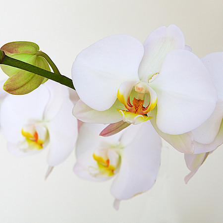 "Orchid III" | Fine Art Print on Hahnemühle William Turner Paper | Whitewashed Maple Wood Frame | 30”H x 30”W | Edition of 10 | $2,000 | Custom sizes and print methods available.