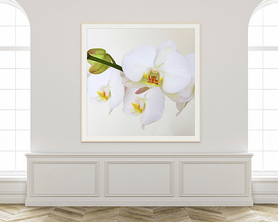 "Orchid III" print, custom-sized.