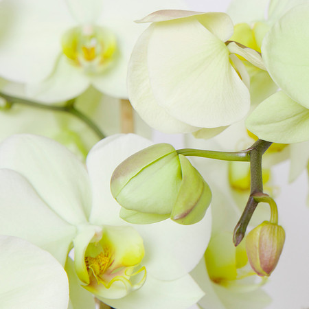 "Orchid IV" | Fine Art Print on Hahnemühle William Turner Paper | Whitewashed Maple Wood Frame | 30”H x 30”W | Edition of 10 | $2,000 | Custom sizes and print methods available.