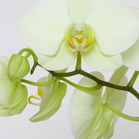 "Orchid V" | Fine Art Print on Hahnemühle William Turner Paper | Whitewashed Maple Wood Frame | 30”H x 30”W | Edition of 10 | $2,000 | Custom sizes and print methods available.