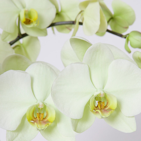 "Orchid VI" | Fine Art Print on Hahnemühle William Turner Paper | Whitewashed Maple Wood Frame | 30”H x 30”W | Edition of 10 | $2,000 | Custom sizes and print methods available.