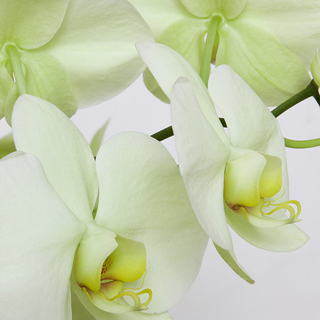 "Orchid VII" | Fine Art Print on Hahnemühle William Turner Paper | Whitewashed Maple Wood Frame | 30”H x 30”W | Edition of 10 | $2,000 | Custom sizes and print methods available.