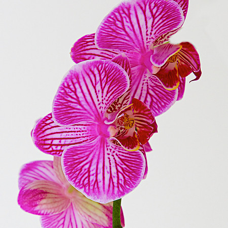 "Orchid VIIII" | Fine Art Print on Hahnemühle William Turner Paper | Whitewashed Maple Wood Frame | 30”H x 30”W | Edition of 10 | $2,000 | Custom sizes and print methods available.