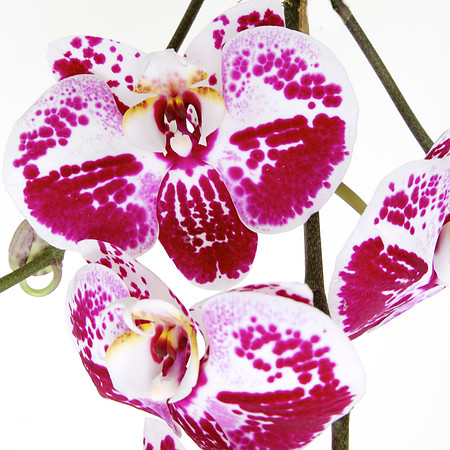"Orchid IX" | Fine Art Print on Hahnemühle William Turner Paper | Whitewashed Maple Wood Frame | 30”H x 30”W | Edition of 10 | $2,000 | Custom sizes and print methods available.