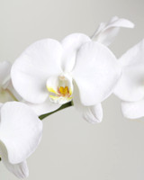 Orchids in White and Yellow